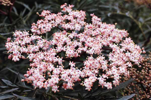 Elderberry Black Lace&reg; 3 Gallon