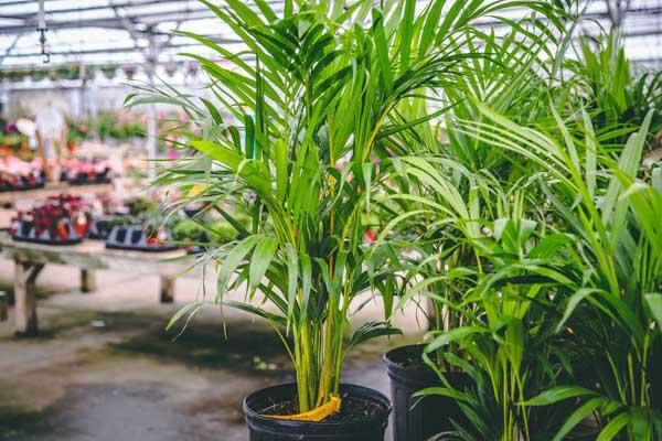 Areca Palm 6 Inch