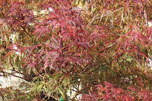 Japanese Maple 'Crimson Queen' 7 Gallon