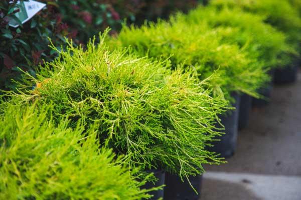 False Cypress 'Golden Mop' 3 Gallon