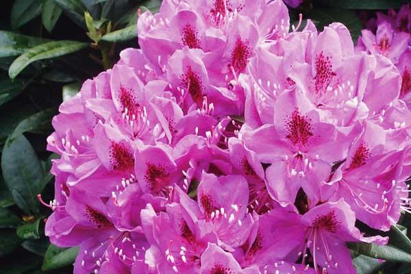 Rhododendron 'Anah Kruschke' 5 Gallon