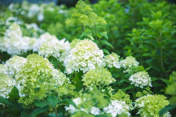 Panicle Hydrangea Tree 'Limelight' 5 Gallon