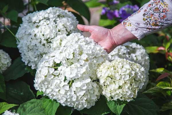 Smooth Hydrangea 'Annabelle' 3 Gallon