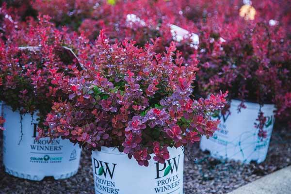 Barberry Sunjoy&reg; Mini Salsa 3 Gallon