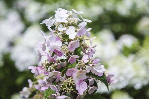 Panicle Hydrangea Tree 'Fire and Ice' 7 Gallon