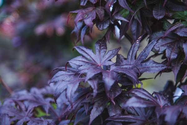 Japanese Maple 'Bloodgood' 7 Gallon