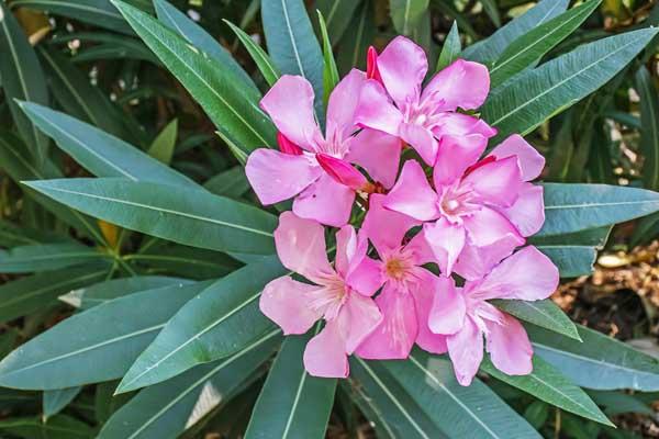 Oleander Standard 10"