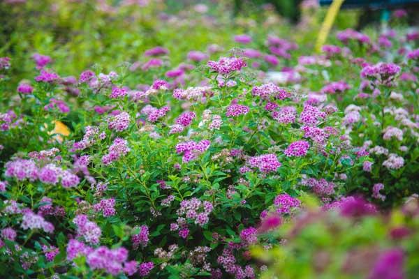 Spirea 'Little Princess' 3 Gallon