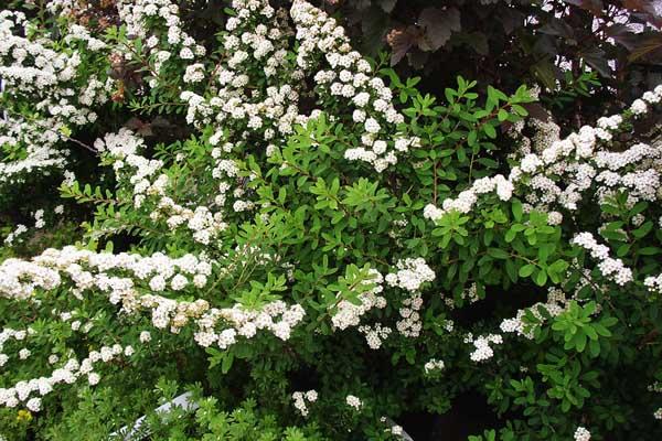 Spirea 'Snowmound' 3 Gallon