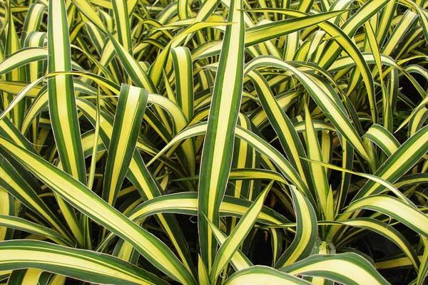 Yucca 'Color Guard' 3 Gallon