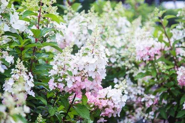 Panicle Hydrangea Tree 'Pinky Winky' 7 Gallon