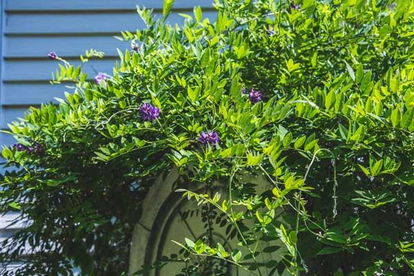 Wisteria 'Blue Moon' 3 Gallon