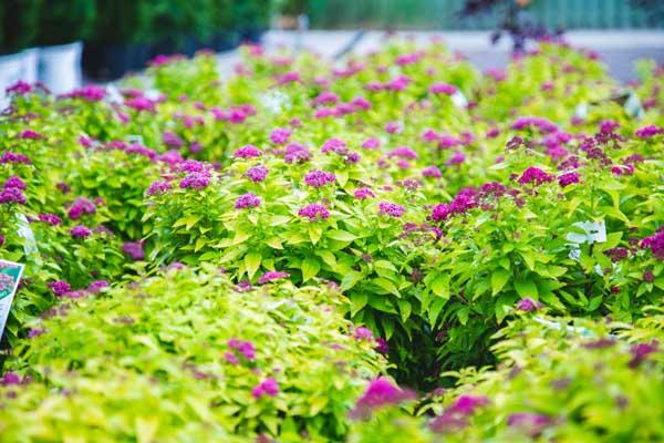 Spirea Double Play&reg; Gold 3 Gallon