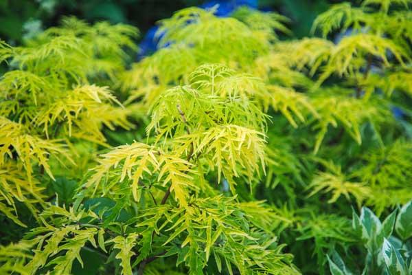 Elderberry Lemony Lace&reg; 3 Gallon