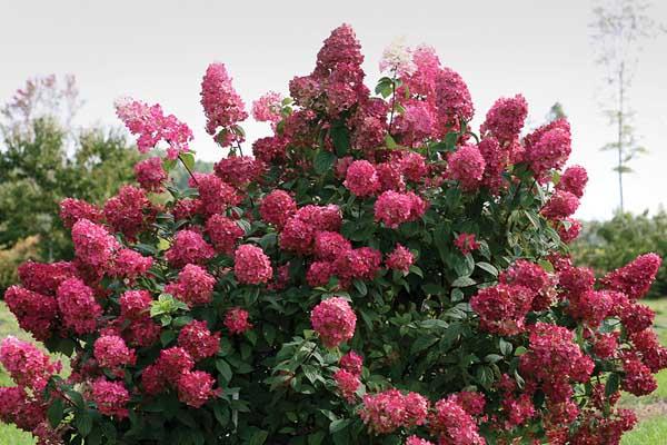 Panicle Hydrangea Fire Light&reg; 3 Gallon