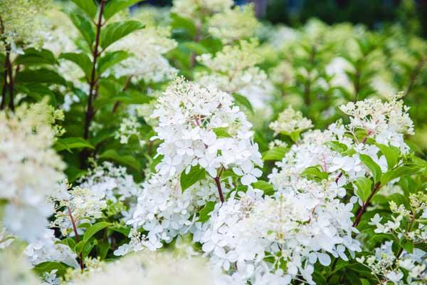 Panicle Hydrangea Tree 'Phantom' 7 Gallon
