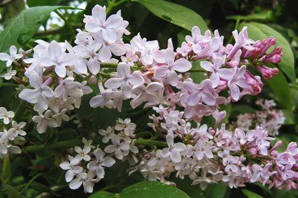Common Lilac 3 Gallon
