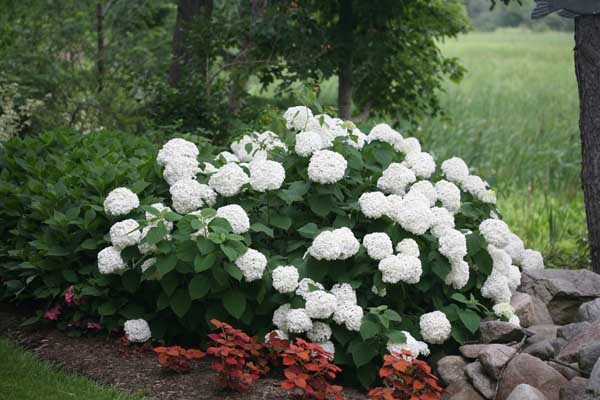 Smooth Hydrangea Incrediball&reg; 3 Gallon