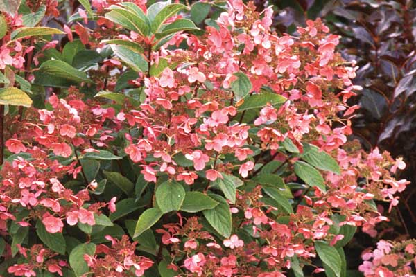 Panicle Hydrangea Tree 'Quick Fire' 7 Gallon