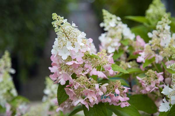 Panicle Hydrangea Tree 'Pink Diamond' 7 Gallon