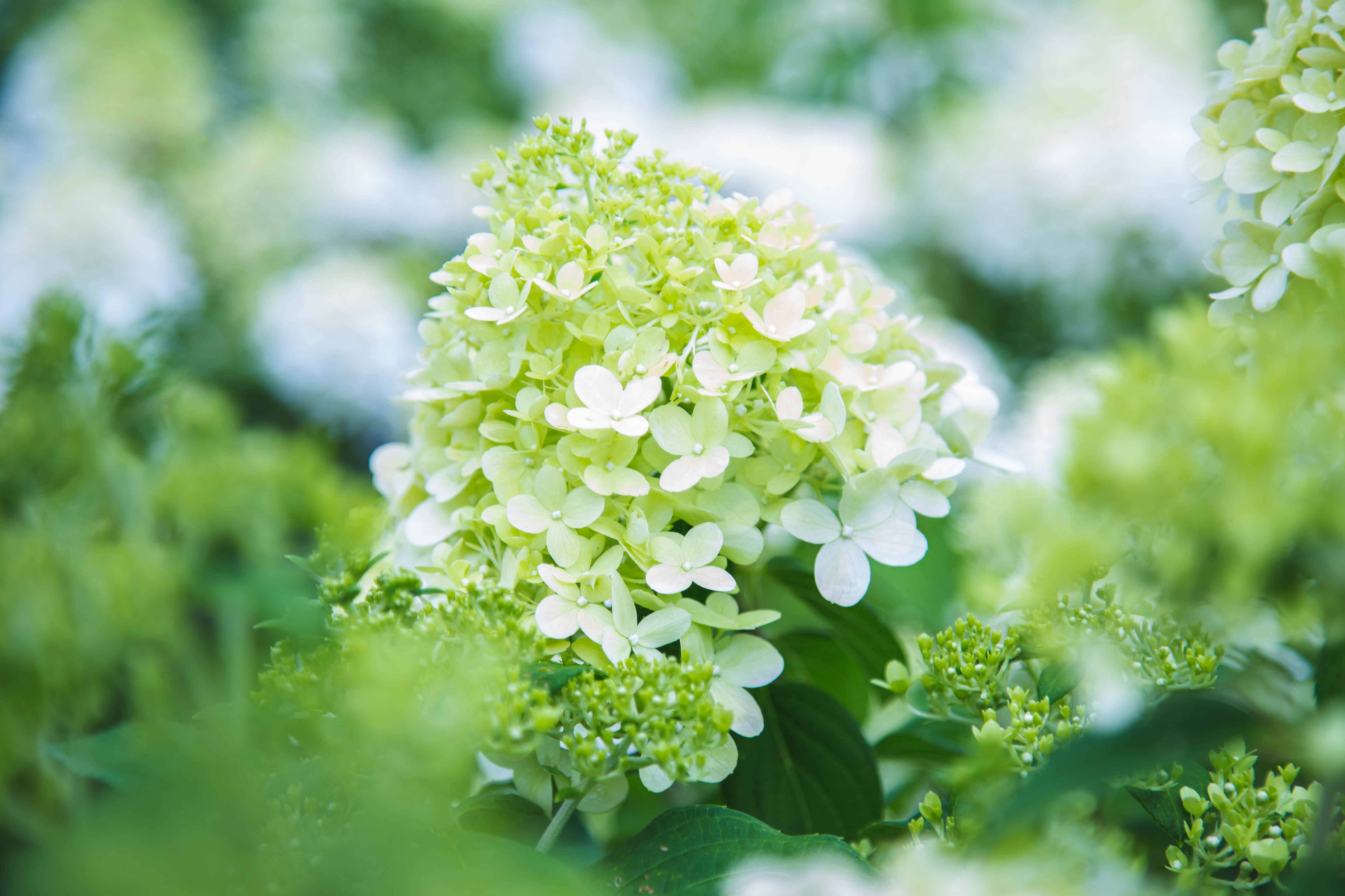 Panicle Hydrangea 'Limelight' 3 Gallon