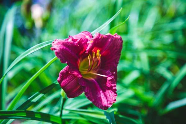 Daylily Happy Ever Appster&reg; 'Rosy Returns' 1 Gallon