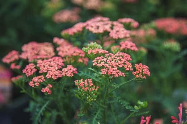 Yarrow 'Apricot Delight' 2 Gallon