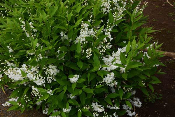 Deutzia 'Nikko' 3 Gallon