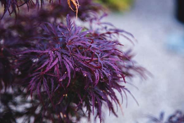 Japanese Laceleaf Maple 'Tamukeyama' 10 Gallon