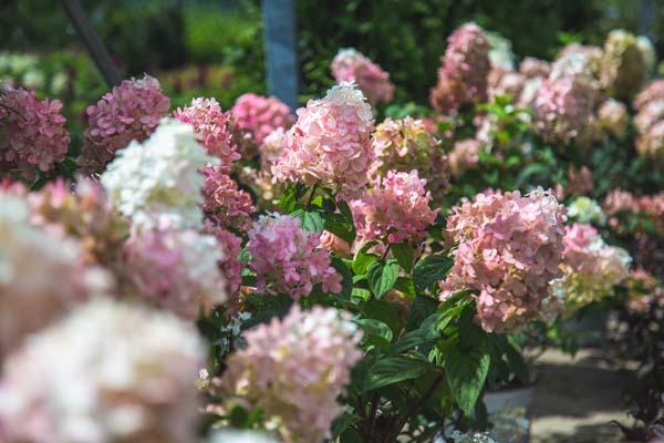 Panicle Hydrangea Fire Light&reg; 7 Gallon