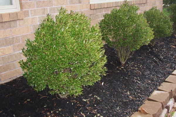 Inkberry Holly 'Nordic' 3 Gallon