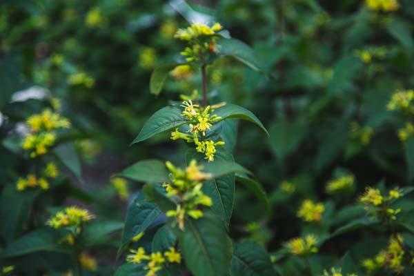 Bush Honeysuckle Kodiak&reg; Black 3 Gallon