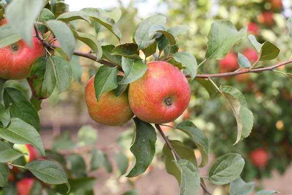 Apple 'Honeycrisp' 5 Gallon