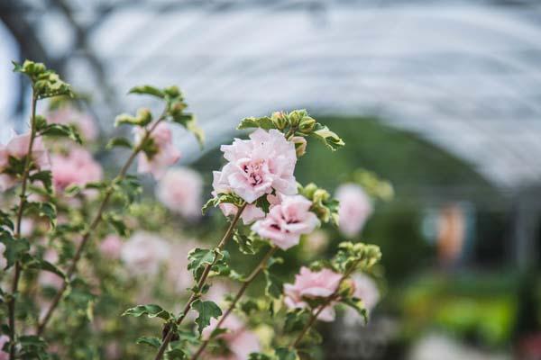 Rose of Sharon Sugar Tip&reg; 3 Gallon