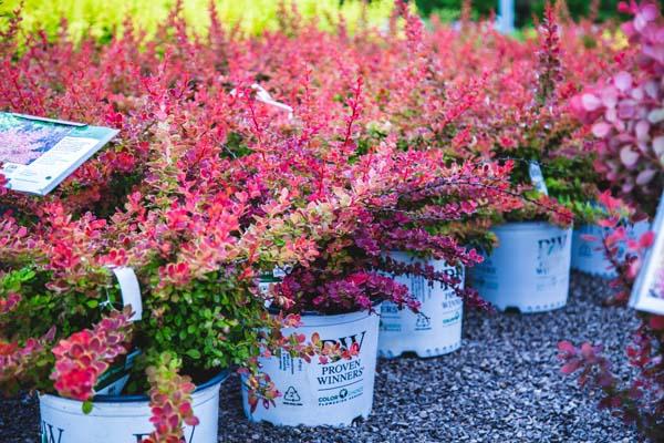 Barberry Sunjoy&reg; Tangelo 3 Gallon