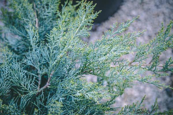 Virginian Juniper 'Grey Owl' 3 Gallon