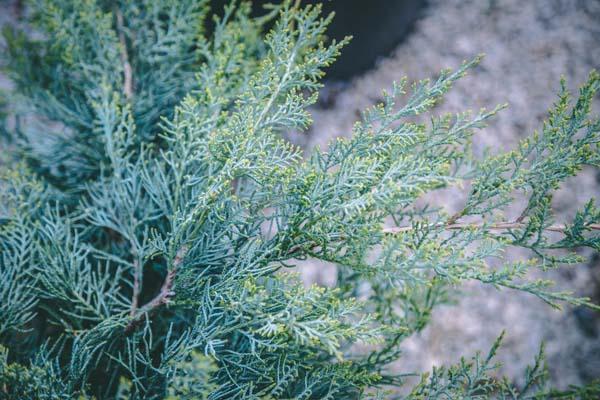 Juniper 'Grey Owl' 3 Gallon