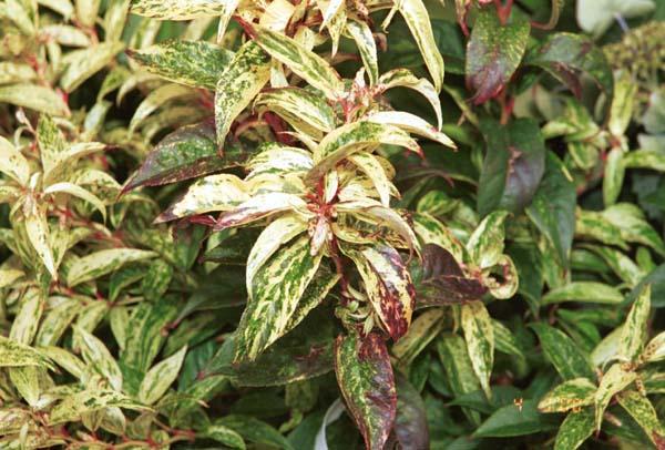 Leucothoe 'Girard's Rainbow' 3 Gallon