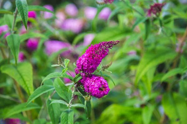 Butterfly Bush 'Miss Ruby' 3 Gallon