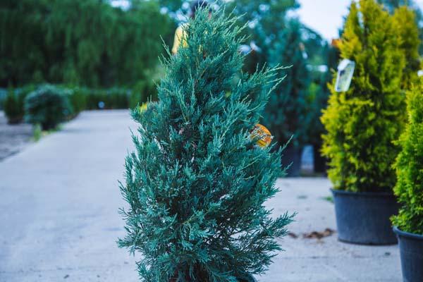 Rocky Mountain Juniper 'Moonglow' 7 Gallon