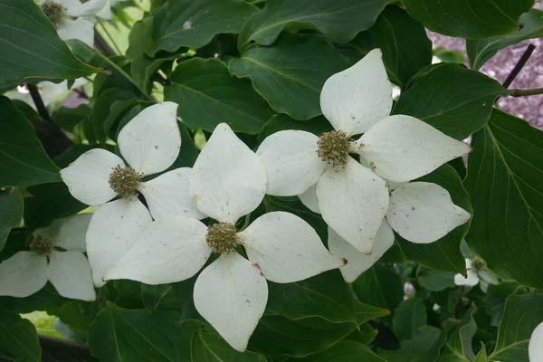 White Flowering Dogwood 10 Gallon