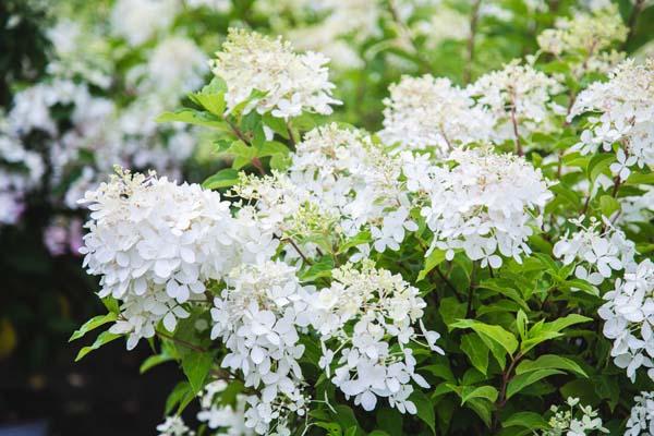 Panicle Hydrangea Tree 'Phantom' 10 Gallon