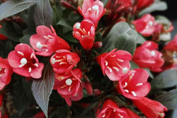 Weigela Electric Love&reg; 3 Gallon