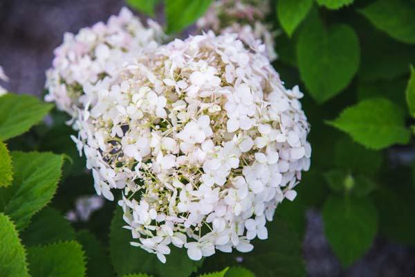 Smooth Hydrangea Invincibelle Wee White&reg; 5 Gallon