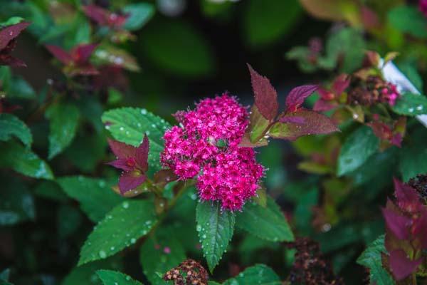 Spirea Double Play&reg; Doozie&reg; 3 Gallon