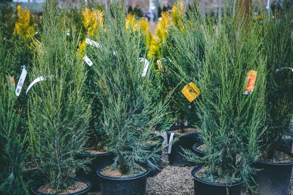 Rocky Mountain Juniper 'Sky Rocket' 7 Gallon