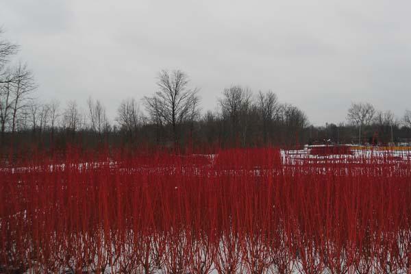 Red Twig Dogwood 'Cardinal' 5 Gallon