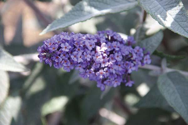 Butterfly Bush 'True Blue' 3 Gallon