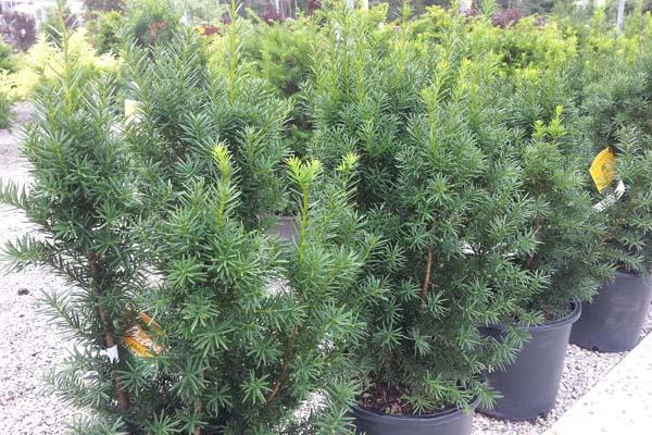 Hicks Yew 7 Gallon