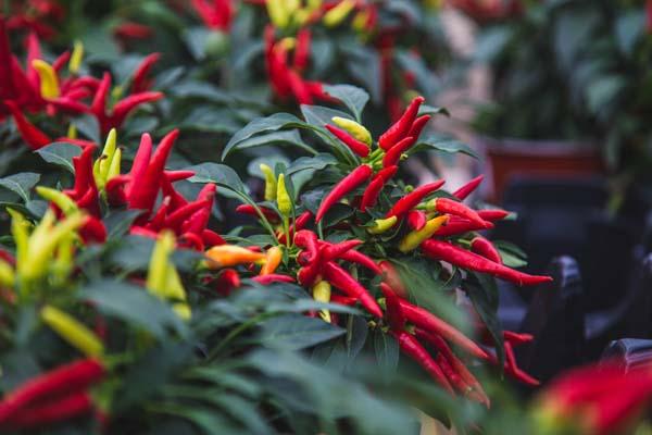 Ornamental Pepper 'Chilly Chili' Quart